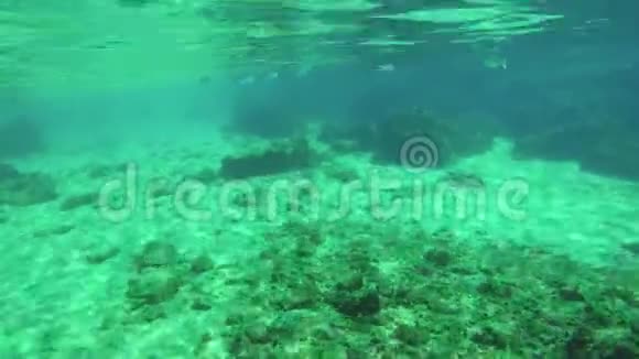 水下生活与一群鱼在4k视频的预览图