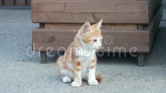 无家可归的红小猫在街上可爱的猫脸4k视频的预览图