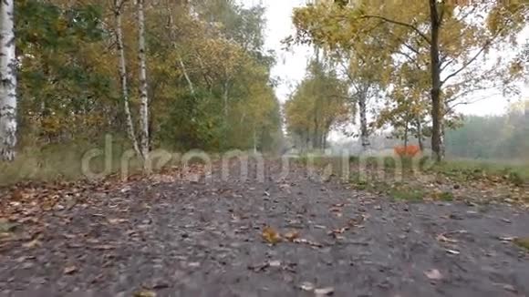 秋天在树林中低角度漫步小径视频的预览图