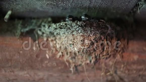 巢内黄喙雏鸟视频的预览图