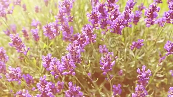 一种淡紫色的蜜蜂为蜂蜜工作的蜜蜂彩色编辑视频的预览图