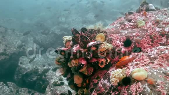 海底岩石中的贝壳和海胆视频的预览图