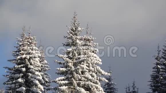 雪落在阳光面前森林里的雪花冬天雪覆盖了山上的松树纳特的雪晨视频的预览图