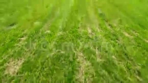 在绿色的田野上步行视频的预览图