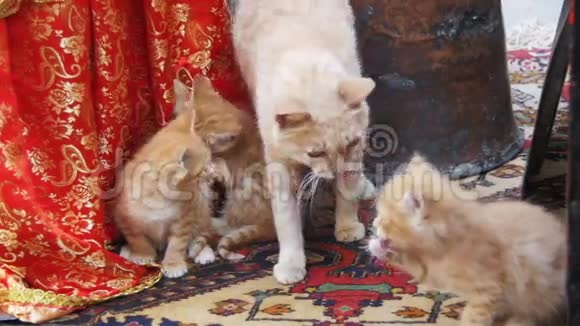 无家可归的红猫和小猫在街上舔慢动作视频的预览图