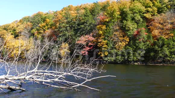 秋天的风景有池塘和枯树视频的预览图