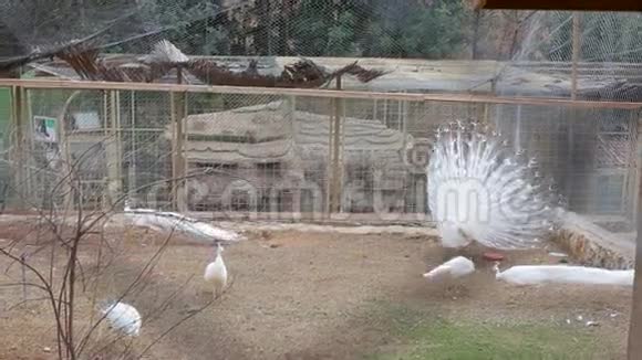 大型白孔雀特写一只白化孔雀视频的预览图