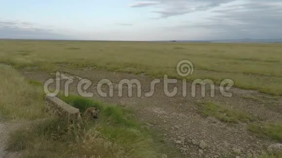 肯尼亚草原景观中的Hyena视频的预览图