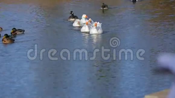一群鸭子在湖里游泳视频的预览图