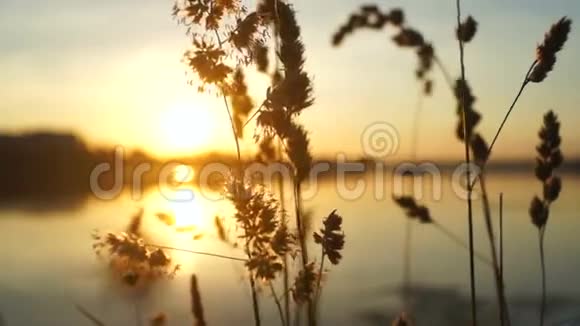 自然植物湖太阳视频的预览图