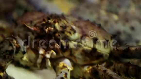 日本蜘蛛蟹爬行接近视频的预览图
