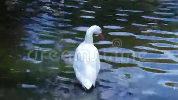白天鹅喝池塘里的水视频的预览图