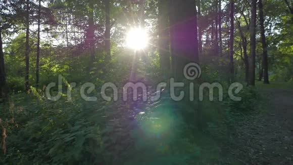 阳光明媚的夏夜一片片树木摄像机的动态运动视频的预览图
