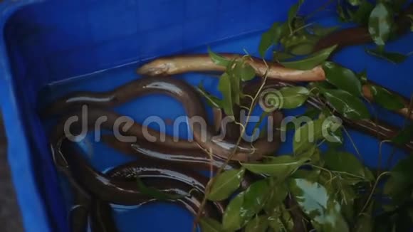 市场上的鳗鱼越南名菜的原料视频的预览图