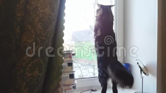 滑稽的缅因猫站着慢动作地敲着窗户看着窗外1920x1080视频的预览图