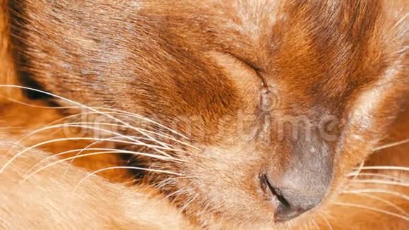 非常漂亮的棕色猫睡觉光滑的头发猫闭着眼睛躺着近距离观察视频的预览图