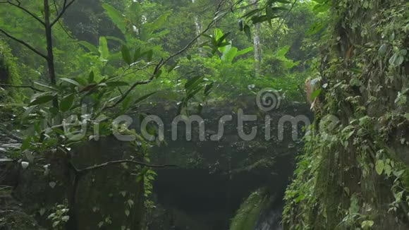 热带森林中流淌的小瀑布视频的预览图