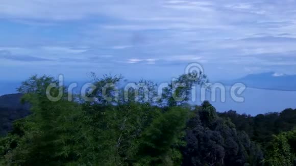 森林树木背景绿色自然景观视频的预览图