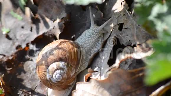 蜗牛爬在枯叶上特写视频的预览图