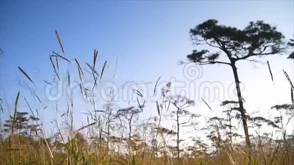 草地上的花和草地上的松树和蓝天视频的预览图