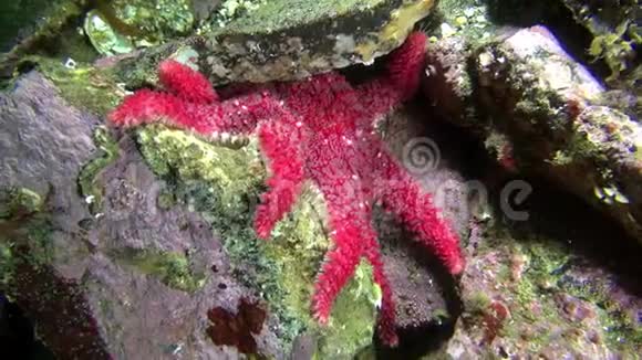 巴伦支海海底的红海星视频的预览图