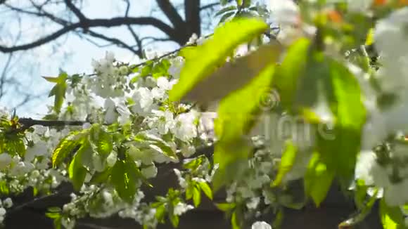 春天阳光明媚的下午开着花的樱桃视频的预览图