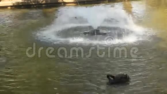 黑天鹅和喷泉视频的预览图