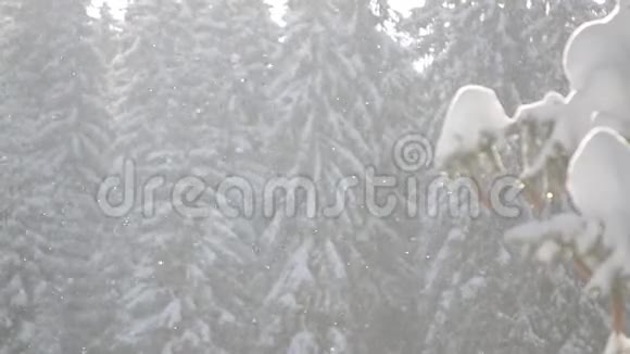 雪落在阳光面前森林里的雪花冬天雪覆盖了山上的松树纳特的雪晨视频的预览图