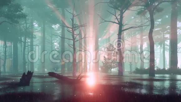 雾蒙蒙的黄昏4K森林沼泽上的萤火虫灯视频的预览图