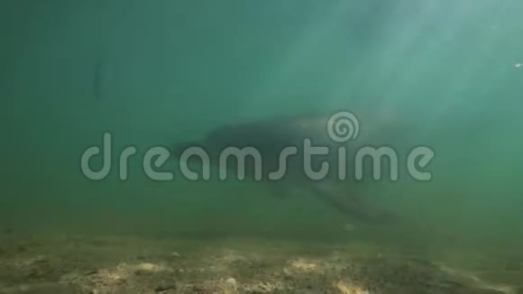一只海豚在水下嬉戏视频的预览图