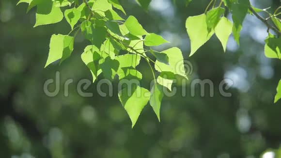 绿色的树枝上有白色的背景阳光让树在风中摇曳慢动作视频生活方式视频的预览图