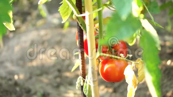 夏日阳光下我花园里的有机番茄视频的预览图