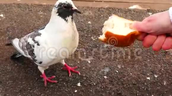 派巴尔德鸽子啄白面包视频的预览图