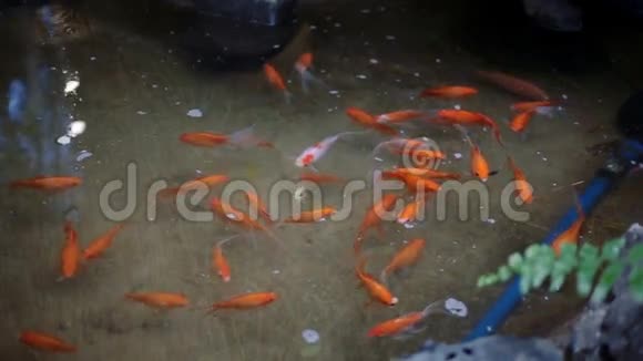一群可爱的金鱼在宠物店游泳并感兴趣视频的预览图