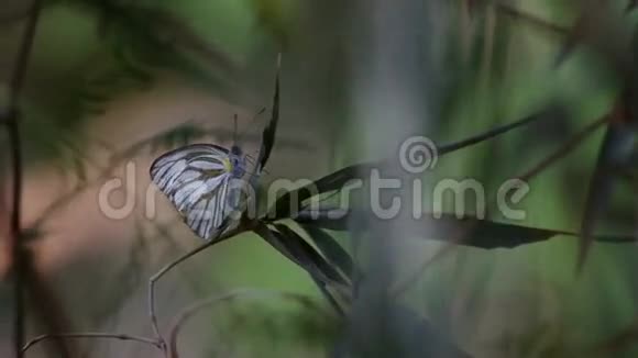 笋上的蝴蝶带着大风视频的预览图