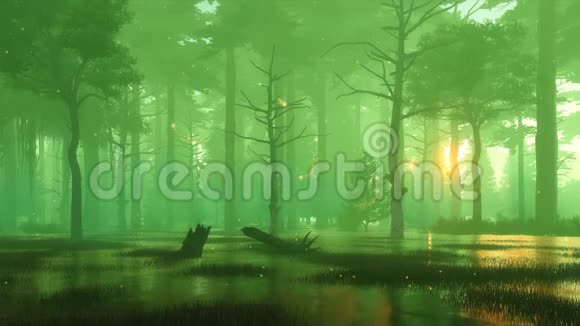 雾蒙蒙的神秘森林沼泽上的神奇萤火虫灯视频的预览图