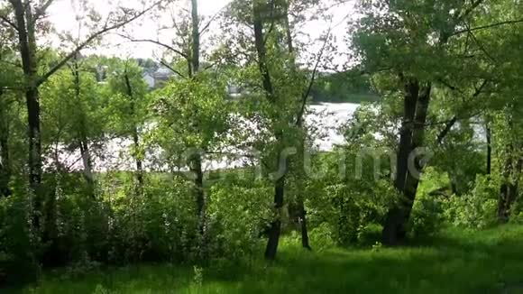 树林里美丽的池塘绿树鸟视频的预览图