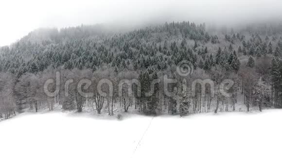 鸟瞰冰雪覆盖的冰冻森林视频的预览图