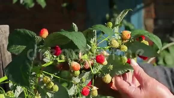 祖母在花园里收集树莓视频的预览图