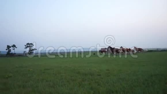 农场牧场上奔跑的马群视频的预览图