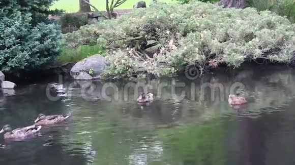 野鸭在池塘里视频的预览图
