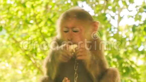 脖子上戴着金属链的特写猴子坐在公园里吃水果视频的预览图