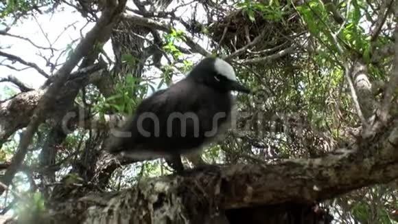 热带雨林中的鸟类视频的预览图