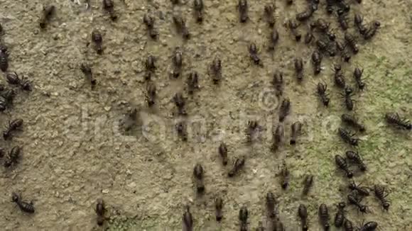 蚂蚁在近距离移动视频的预览图