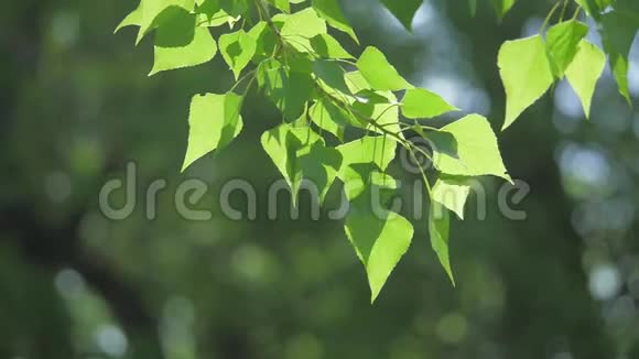 绿色的树枝上有白色的背景阳光让树在风中摇曳缓慢的生活方式视频视频的预览图