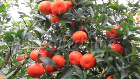 花园里有许多水果的橙树视频的预览图