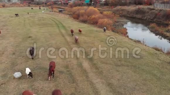 空中射击河边秋天草地上的马群视频的预览图