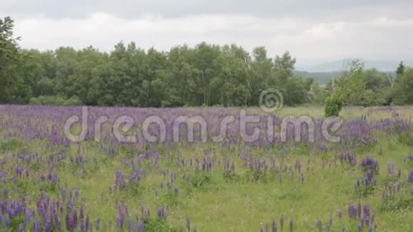 在森林前沿着紫罗兰色野花的田野行驶视频的预览图