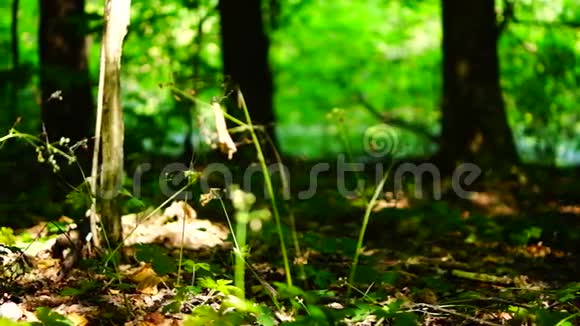 森林树木背景绿色自然景观地面八月潘视频的预览图