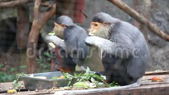 可爱的猴子吃食物视频的预览图